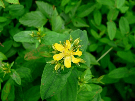 {Hypericum mitchellianum}